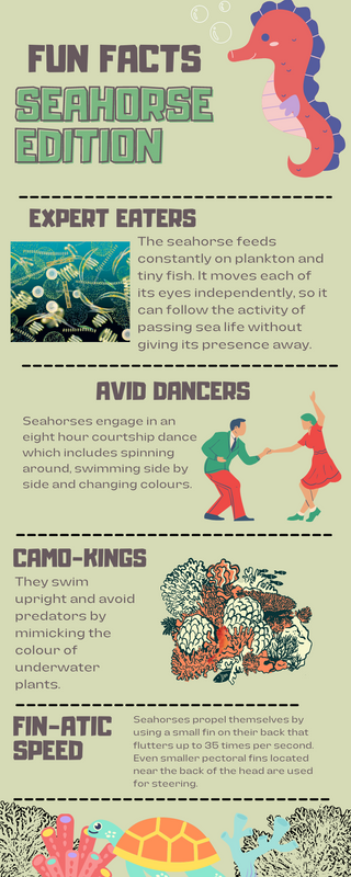 Seahorse Facts