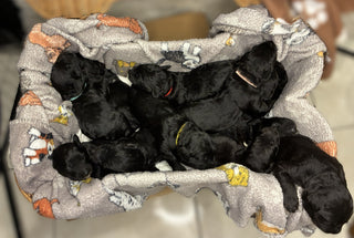 Reserve Now! Goldendoodle Puppies Born 11/5/25