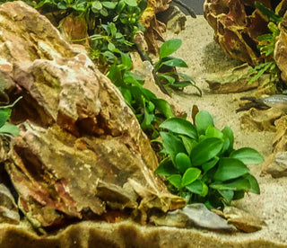 Anubias Nana Petite
