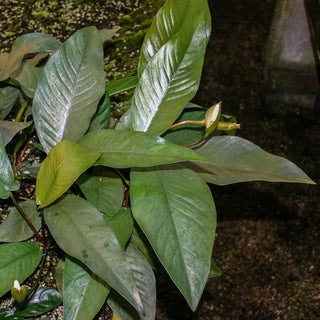 A. Frazeri Mother