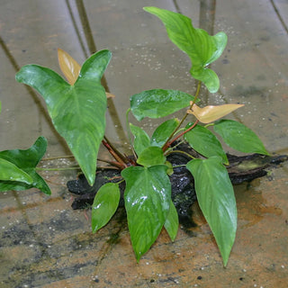 A. Hastifolia T/C Cup