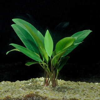 A. Congensis Mother