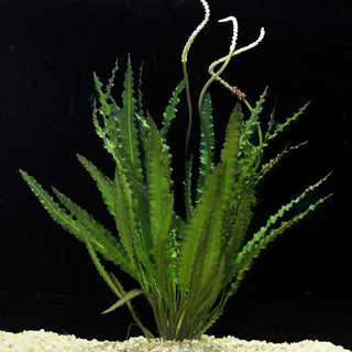 Crispus