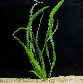 Longiplumulosus