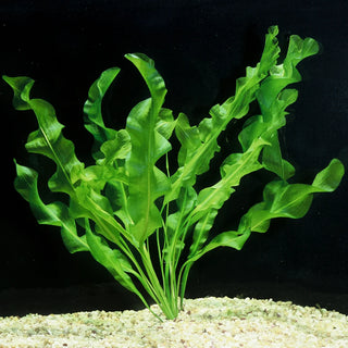 Ulvaceus