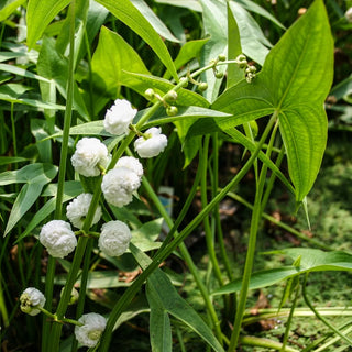 Sagittaria, Double Flower