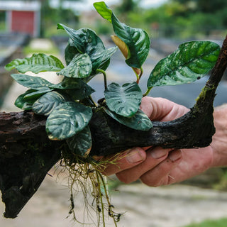 Anubias Coffeefolia