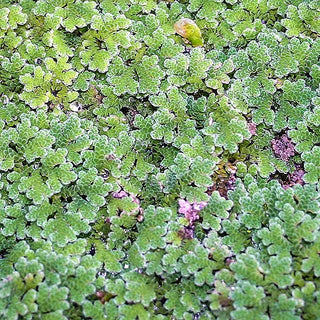 Azolla Portion Xl