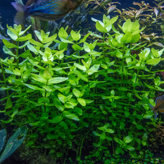 Bacopa, Purple