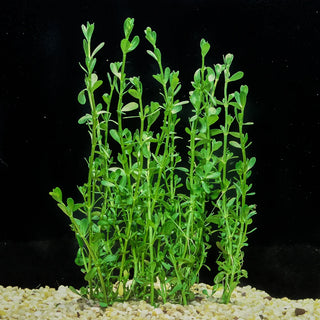 Bacopa Compact White T/C Cup