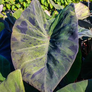 Taro, Black Marble