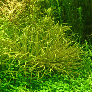 Blyxa Sp. Red