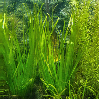 Blyxa Aubertii