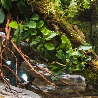 Bucephalandra 'Catherinae'