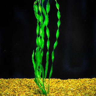 Contortion