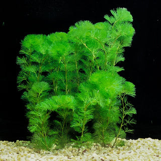 Cabomba, Green