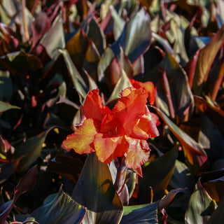 Canna, Australia