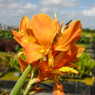 Canna 'Ra' - Yellow