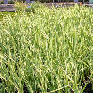 Cattail