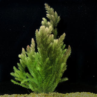 Hornwort