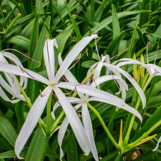 Bog Lily, Red