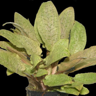 Wendtii, Bronze