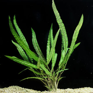 C. Crispatula 'Balansae' T/C Cup