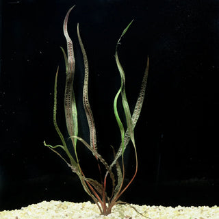 Aponogetifolia