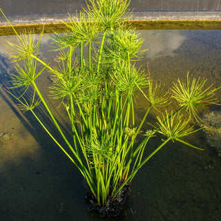 Papyrus, Dwarf