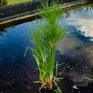 Papyrus, Dwarf Giant
