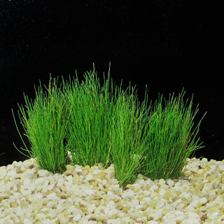 Eleocharis Acicularis T/C Cup