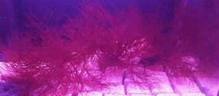 Marine Macro Bundle - 1 Frag Red Gracilaria Hayi & 1 Frag Red OGO Gracilaria - Ideal for Marine Aquarium Setup
