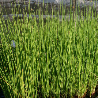 Bulrush, Giant