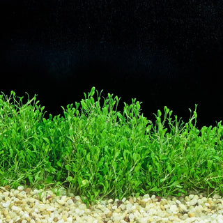 Glossostigma Mat