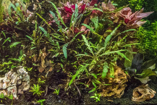 Hygrophila Pinnatifida