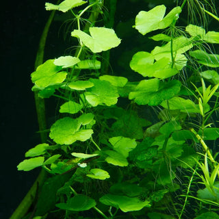 Pennywort