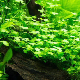 Hydrocotyle 'Japan' Mat