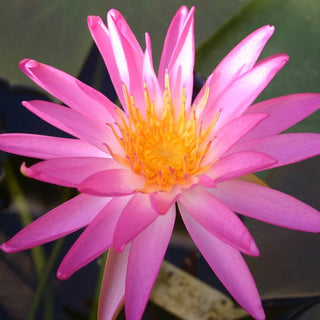 Tropic Star