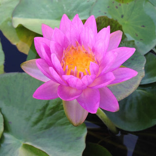 Siam Purple 2