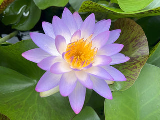Siam Purple 1