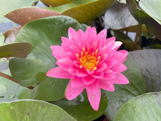 Jakkaphong