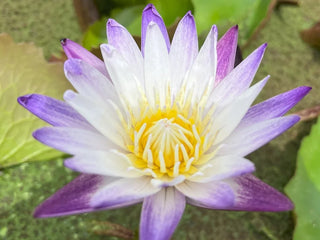 Purple Joy