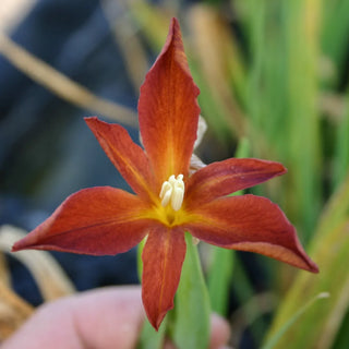 Iris, Full Eclipse