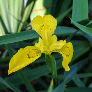 Iris, Yellow