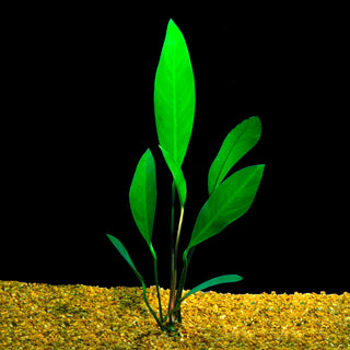 Lanceolata