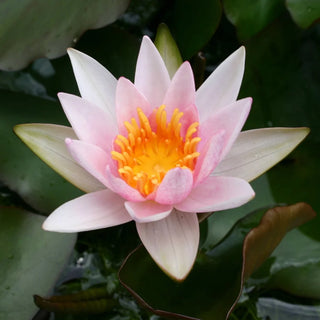 Laydekeri Lilacea