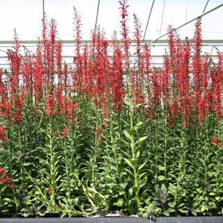 Cardinal Flower