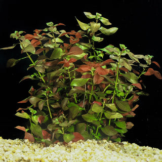 Ludwigia, Red Skeleton