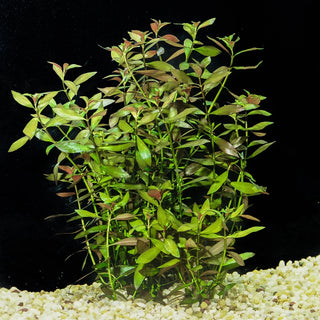 Ludwigia, Super Red