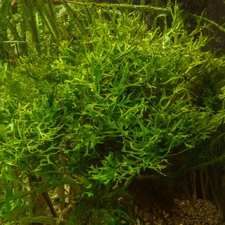 Microsorum Pteropus \